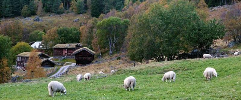 Bygninger Bygningsmassen i kulturlandskapet er omfattende og mangfoldig. I overkant av 40 prosent av landets fredete bygninger ligger på landbrukseiendommer.