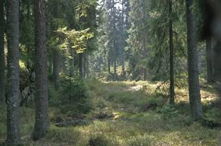 Det har, til tross for egne forskrifter for skogbruket i Oslomarka, skjedd en fullstendig omforming av skogbildet i Marka fra før krigen, der all skog var et resultat av variert plukkhost, til dagens