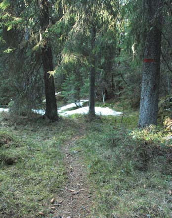 Bukkelia (C) er storskogens rike, med grove trær i veksling med yngre generasjoner. Enkelte innslag av gamle seljer og osper. Frodig og frisk undervegetasjon.