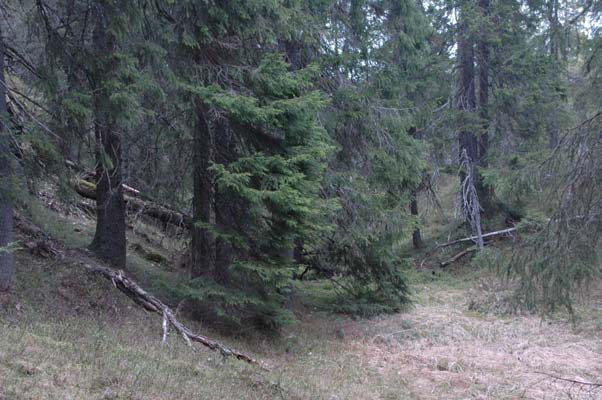 Ikke-hogst - En del skog må bevares urørt! Naturlighet og variasjon er viktige verdier som må bevares i en skog med høy opplevelsesverdi.