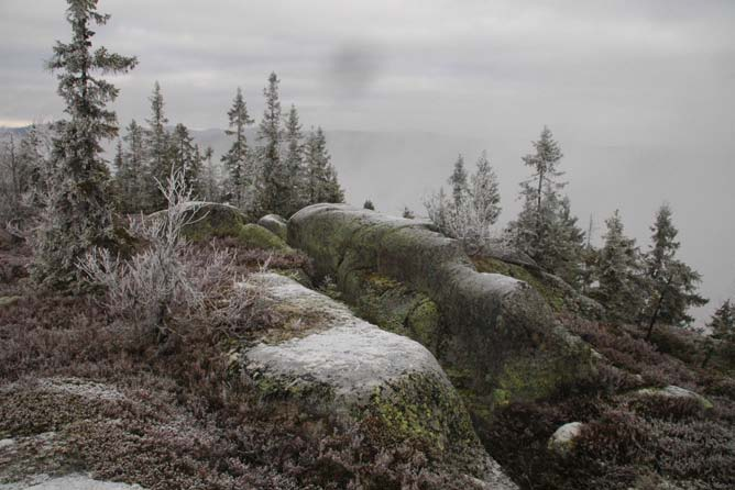 MER ENN BARE OPPLEVELSE For skogbruket er målet å ensrette skogbestandene, slik at de er mest mulig homogene og kan stelles likt, på denne måten oppnås en rasjonell næringsvirksomhet.