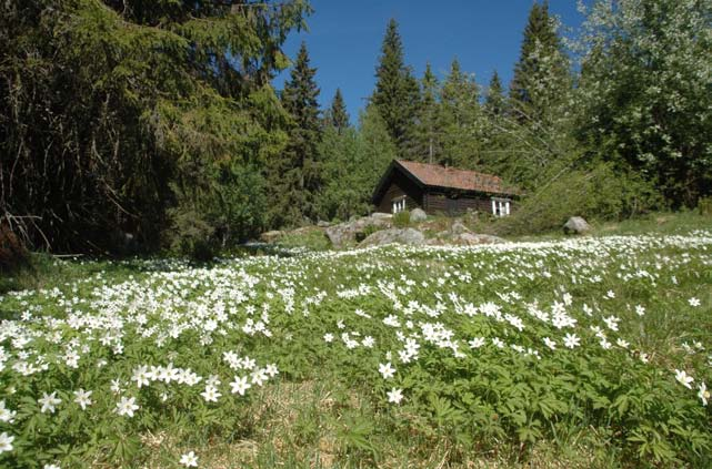 Vann (Bekker, elver, vannsig; sjøer, vann, tjern, putter; fosser og stryk. myr og sump) Vannfallet renner og strømmer, styrter og fosser, bruser og skummer.