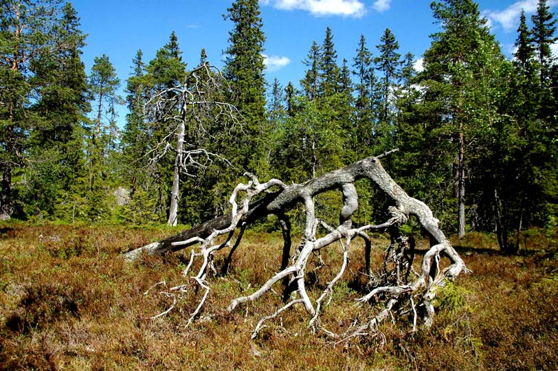 Romfølelsen kan spenne fra vide landskapsrom til rommet mellom gampesteiner i en ur.