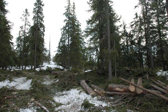 Men det begynner å bli en god stund siden de siste plukkhogstene, naturen har fått en vesentlig innvirkning på områdenes utvikling - til berikelse for opplevelsen av områdene.