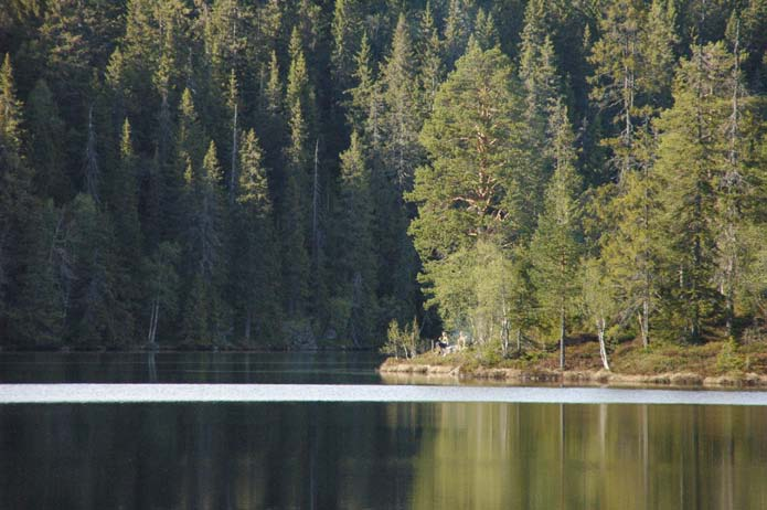 Deledalen (C) er en markert dalgang mellom (A) og (B). Grov, storstammet, kvistrik gran dominerer området, men det er aldri langt opp til furu- og blandingsskogen.