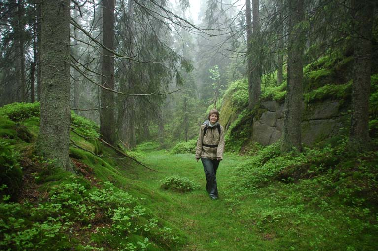 INN I EVENTYRSKOGEN Inn over dype, grønne mosematter, over koller med kronglefuru og tiurmøkk på stien, under skjørtegraner og eldgamle osper bærer det, innover i eventyrriket.