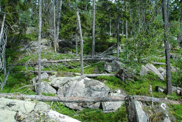 Alder. I det aller meste av området omfatter skogen av gamle til svært gamle trær.