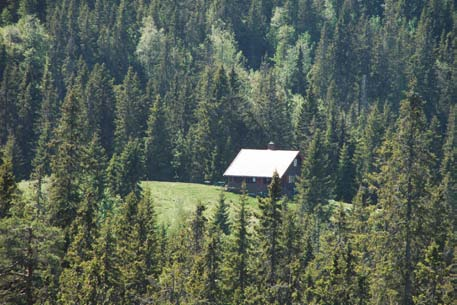 Mangfold /variasjon. Skogen er variert, få treslag til tross. Furua gjør seg mest gjeldende i toppområdene og på myrene, men også i blanding med gran nedover i liene.