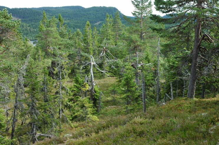 KJERRINGKOLLEN (***) Større område med gammel, naturlig variert skog, preget av markerte koller med gamle maleriske furuer og lier med grov granskog.