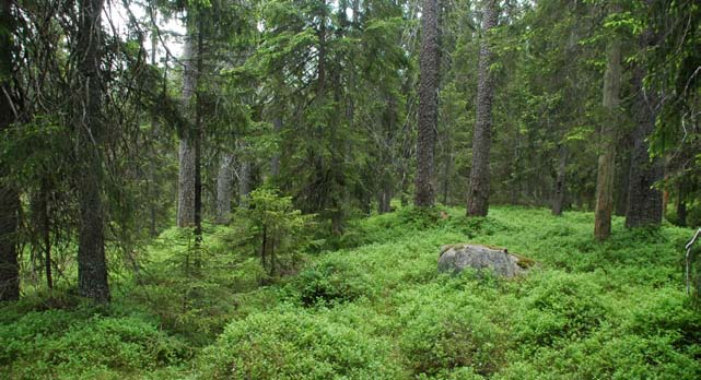 Mangfold /variasjon. Skogen er visuelt dominert av granskog og gamle furuer.