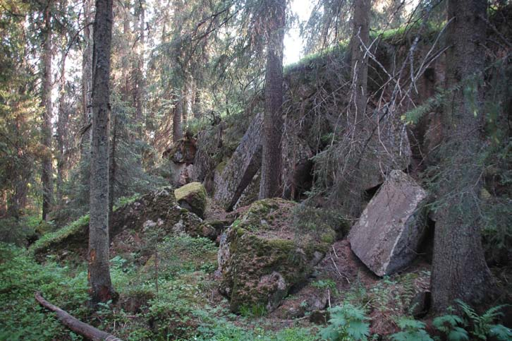 Alder. Området har uvanlig mange store, gamle trær, men alle aldersgrupper er representert.