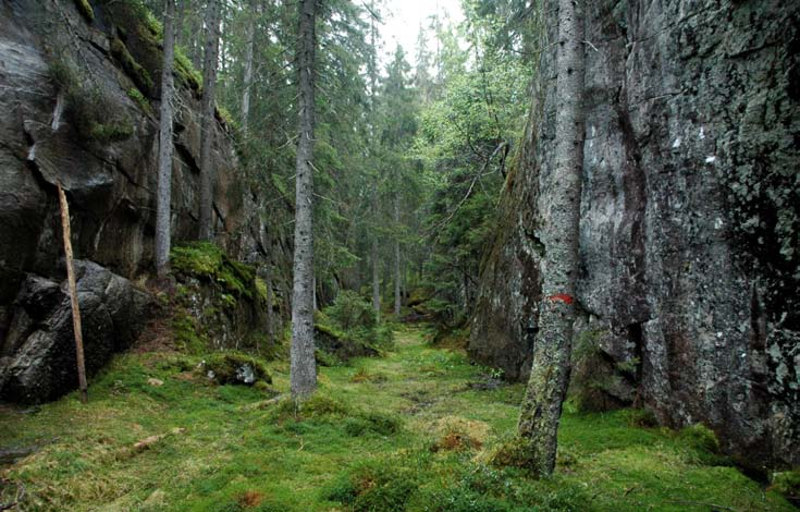 Uberørt / naturlig. Skogstrukturen vitner om lite inngrep. Inntrykket underbygges av at området har mange gadd og læger, både av gran og furu.