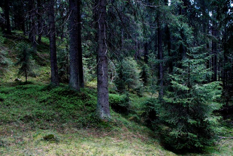 Adkomst/tilgjengelighet Lillomarka er ett av landets mest benyttede områder for friluftsliv, med hele Groruddalen og de nordre deler av Oslo som nabo.