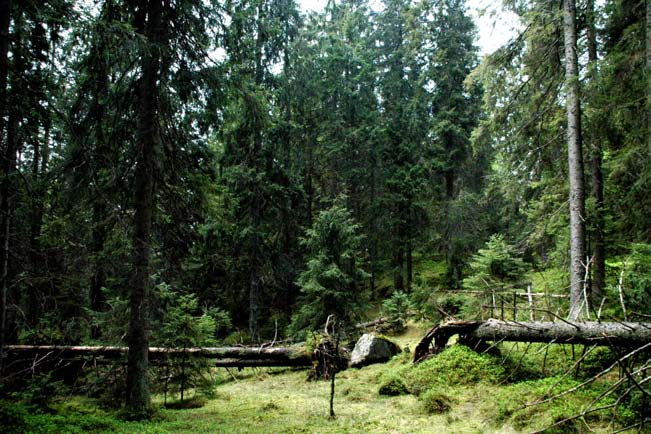 Søndre Langvatn (F) rolig terreng med eldre skog på begge sider av et vakkert vann.