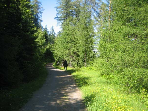 Populære arter i grøntanlegg Blåleddved har evne til å invadere skog og danne busksjikt (venstre) Skjermleddved spredd med