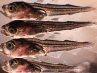 15 Vi har god dokumentasjon for positive effekter i marine anlegg og hos marin fisk: Det mikrobielle miljøet i Resirkuleringsanlegg (RAS) vs gjennomstrømsanlegg: Signifikant forskjellig bakterieflora