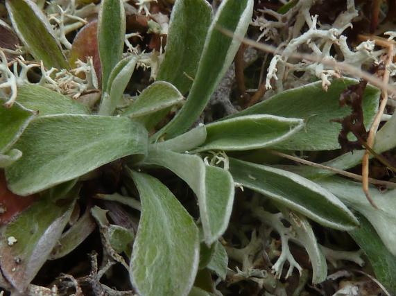 Avenella flexousa smyle Arter i eng - meadow Festuca ovina sauesvingel Carex bigelowii stivstar hallictrum alpinum fjellfrøstjerne Deschampsia cespitosa sølvbunke Saussurea alpina - fjelltistel