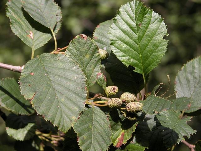 Gjengroing Relevante slekter Salix - Vierslekta Betula Bjørkeslekta Alnus - Oreslekta Salix glauca - Sølvvier Betula nana