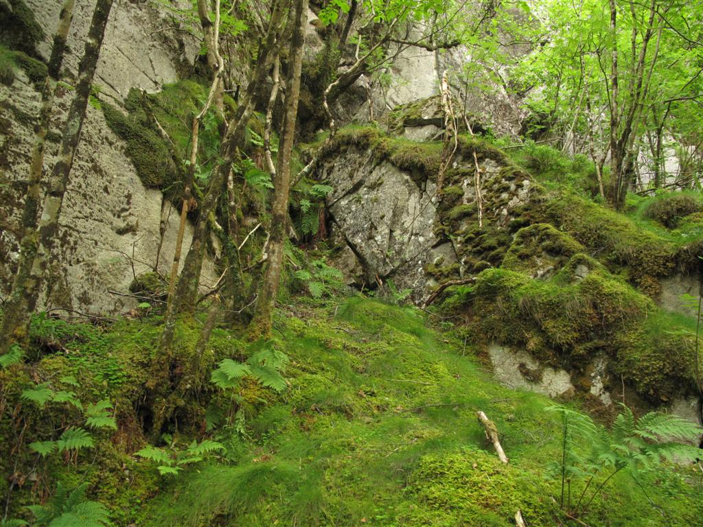 Bilder fra området Våmulen-Lerangsvatnet Deler av området har innslag av veldig gammel bjørk.