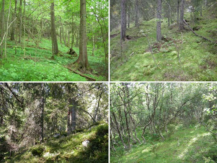 a b c d Fig. 5. Eksempler på dominerende naturtyper (grunntyper innenfor fastmarksskogsmark) innen de bioklimatiske sonene fra boreonemoral til nordboreal.