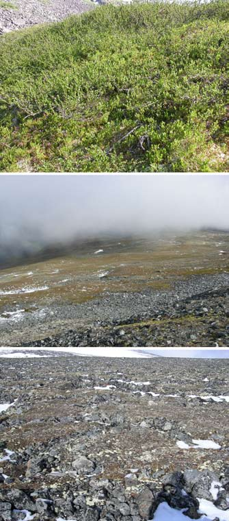 a b c Fig. 6. Eksempler på dominerende naturtyper innen de alpine bioklimatiske sonene.