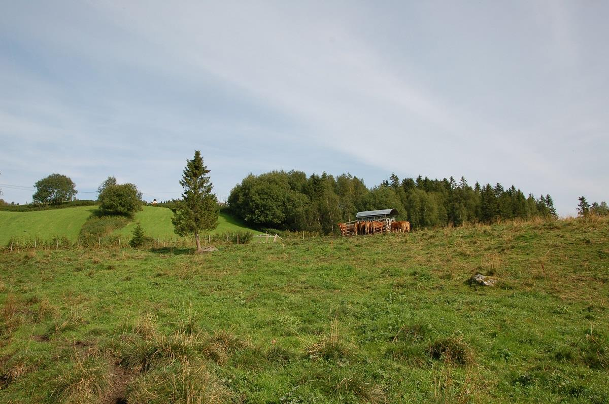 Figur 25. Naturbeitemark i Sul, sett mot sør. Foto: Bolette Bele 2015. Figur 26.