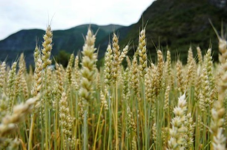 Korn Avvikle markedsordningen for korn og Norske Felleskjøp som markedsregulator Gi Landbruksdirektoratet ansvaret for å administrere reguleringstiltak