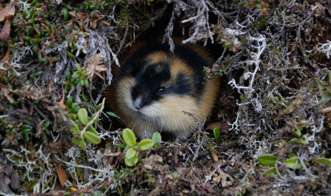 1.2 Naturindeksen et verktøy for bedre kunnskap om tilstand og utvikling for biologisk mangfold Beslutningen om å lage en naturindeks for å beskrive tilstand og utvikling for det biologiske