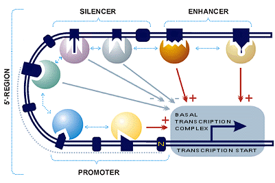 13 Inkorporeringen av de ulike transkripsjonsfaktorene kan utgjøre det hastighetsbegrensende trinnet i transkripsjonen.