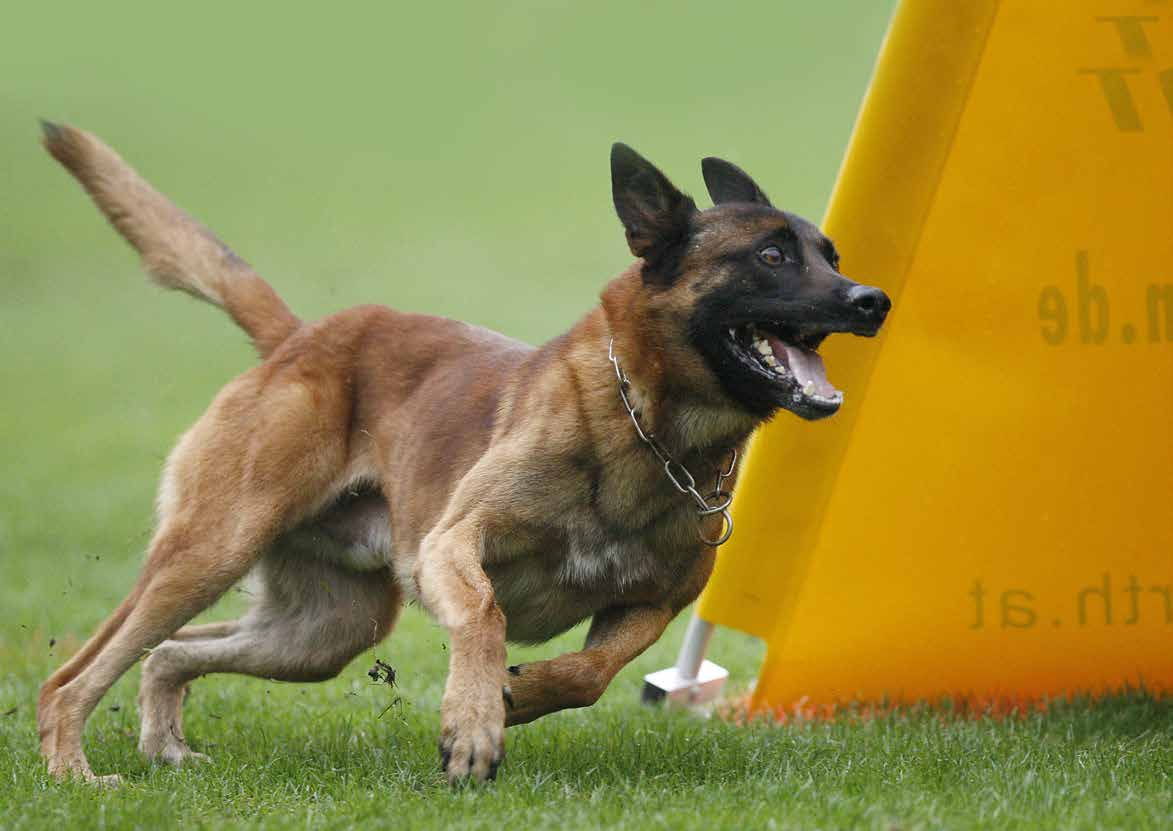 Begynnelsen Ideen Ideen som startet i 2005 var at working-dog ønsket å sette hundeeiere over hele verden i forbindelse med hverandre online gjennom å dele stamtavler,