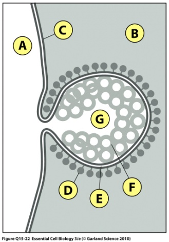 Oppgave 2 (10 poeng) Reseptor-mediert endocytose er en selektiv måte som celler benytter for å ta opp molekyler, som for eksempel kolesterol og jern. 1.