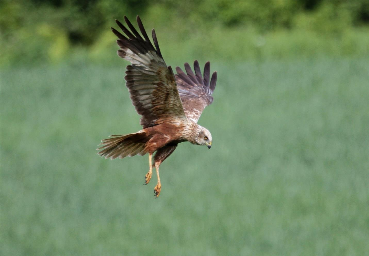 Havørn Haliaeetus albicilla * alle funn (115/131-22/22) 2015: 1 adult overflygende Fure, Tyrifjorden, Modum 2.1 (Jon Trygve Johnsen). 1 adult overflygende Verket, Hurum 4.1 (Eli Gates, John Apeland).