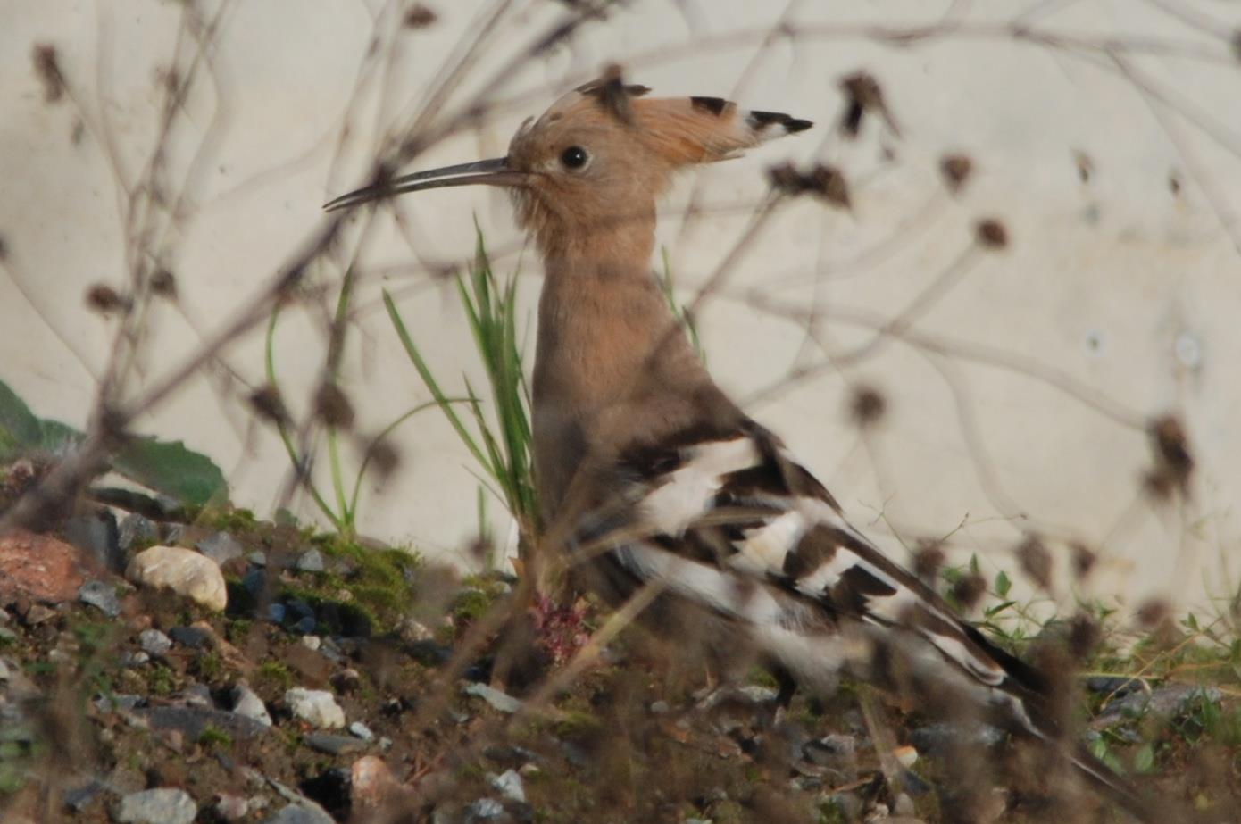 Hærfugl, Tivoliåsen, Åros, Røyken 20.9.2015. Foto: Jostein Bærø Engdal Gråspett Picus canus * hekkefunn (2) 2015: 2 adult reir, egg/unger Lunnane naturreservat vest, Rollag 3.6 (Øystein Engen).