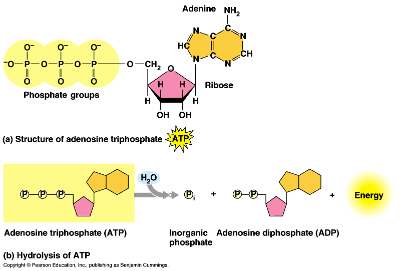 Strukturen av ATP