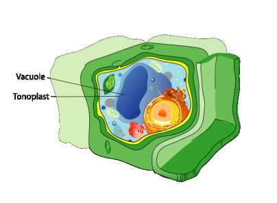 Mitokondrium En liten organisme inne i cella med eget RNA (gener) som styrer prosessene. Kan kalles for cellas kraftverk eller ladestasjon.