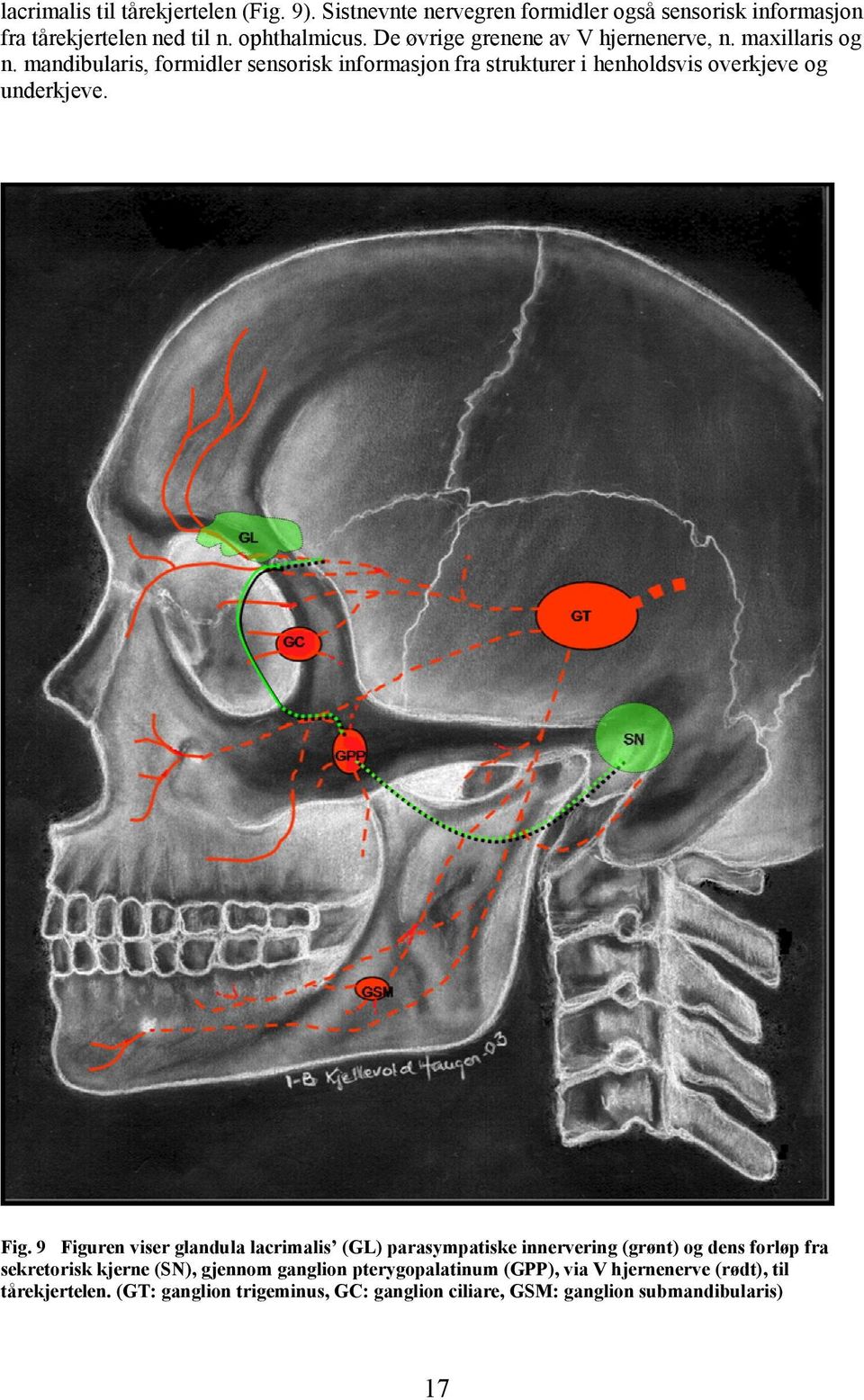 mandibularis, formidler sensorisk informasjon fra strukturer i henholdsvis overkjeve og underkjeve. Fig.
