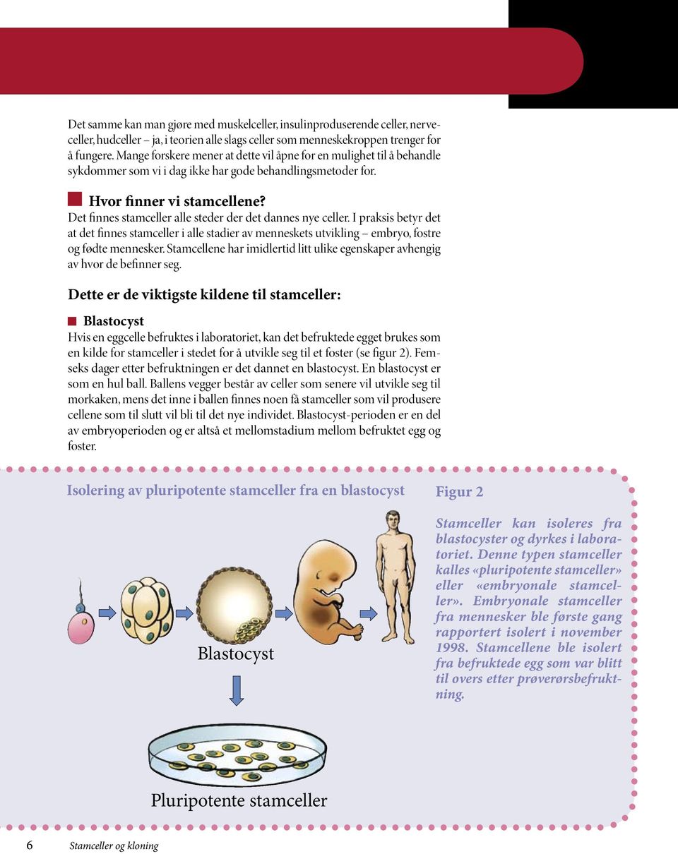 Det finnes stamceller alle steder der det dannes nye celler. I praksis betyr det at det finnes stamceller i alle stadier av menneskets utvikling embryo, fostre og fødte mennesker.