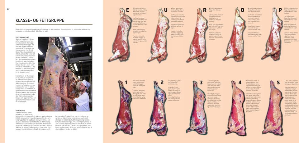 EUROP-systemet har 5 hovedklasser, E, U, R, O, P. Klasse P benyttes på slakt hvor slaktets ulike profiler har svært konkav form. I klasse R skal alle profiler være rette.