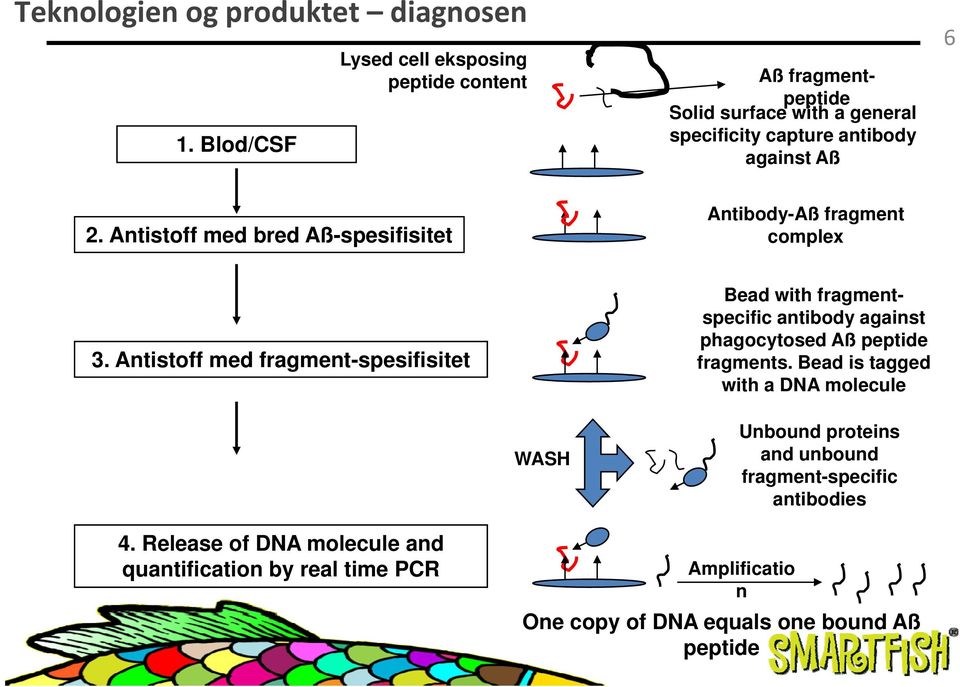 Antibody-Aß fragment complex 2. Antistoff med bred Aß-spesifisitet complex 3.