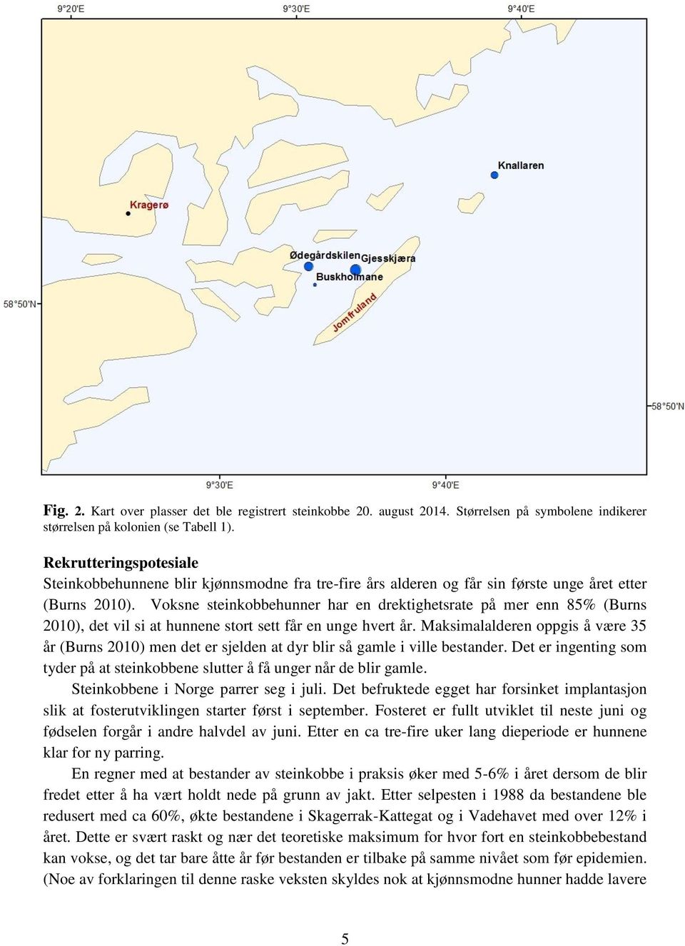 Voksne steinkobbehunner har en drektighetsrate på mer enn 85% (Burns 2010), det vil si at hunnene stort sett får en unge hvert år.