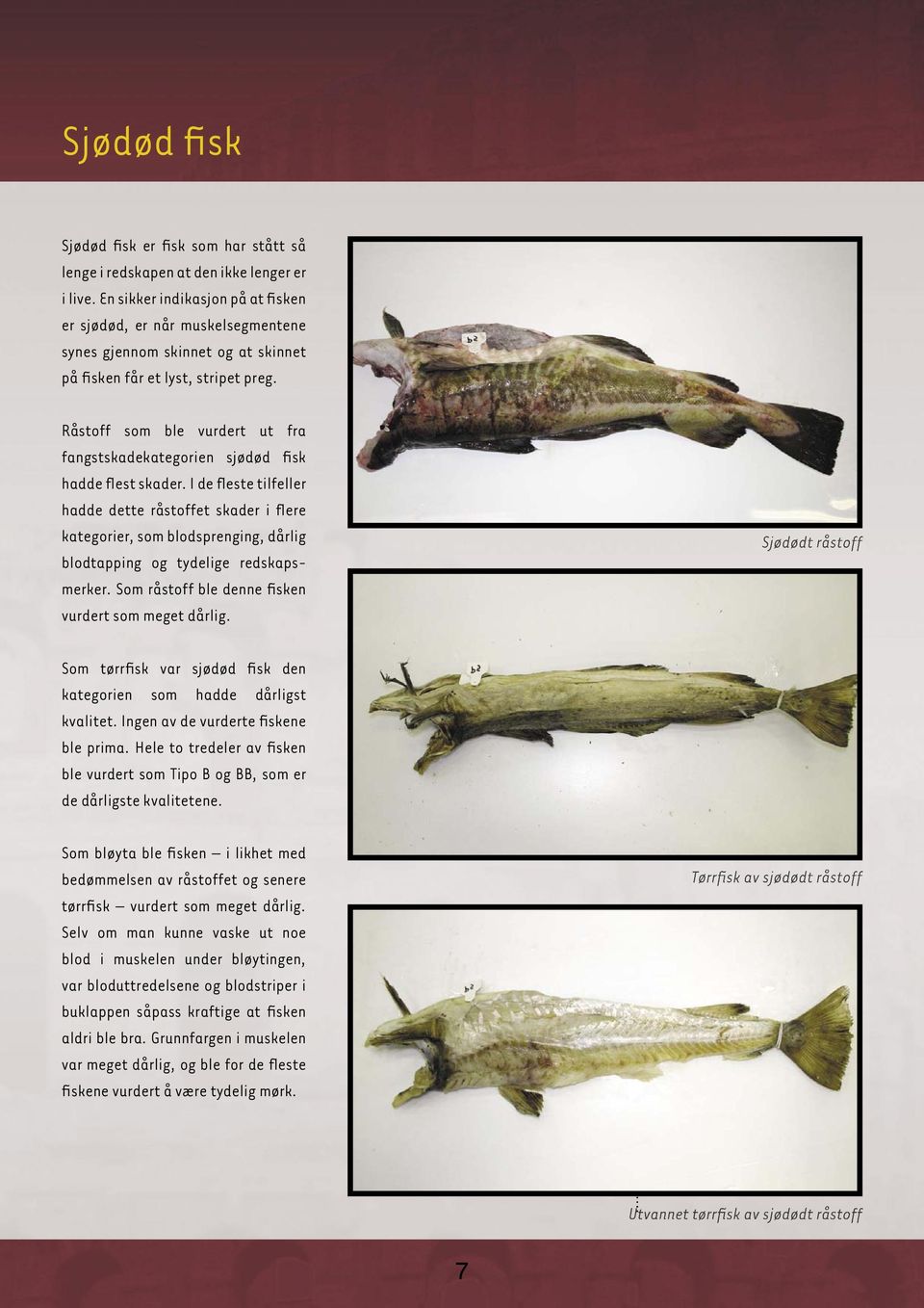 Råstoff som ble vurdert ut fra fangstskadekategorien sjødød fisk hadde flest skader.