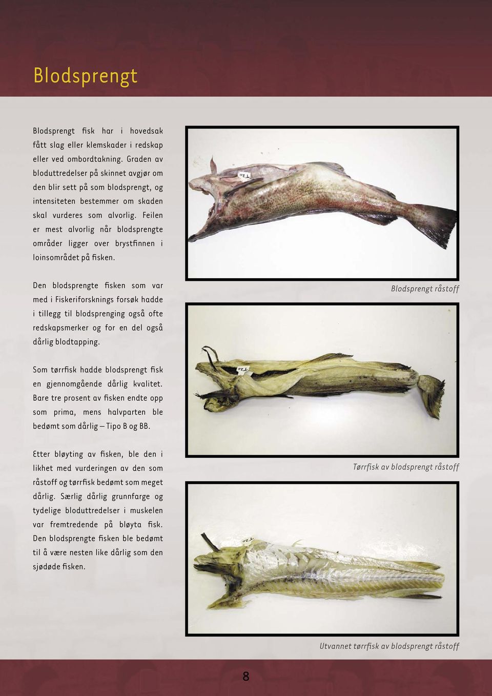 Feilen er mest alvorlig når blodsprengte områder ligger over brystfinnen i loinsområdet på fisken.