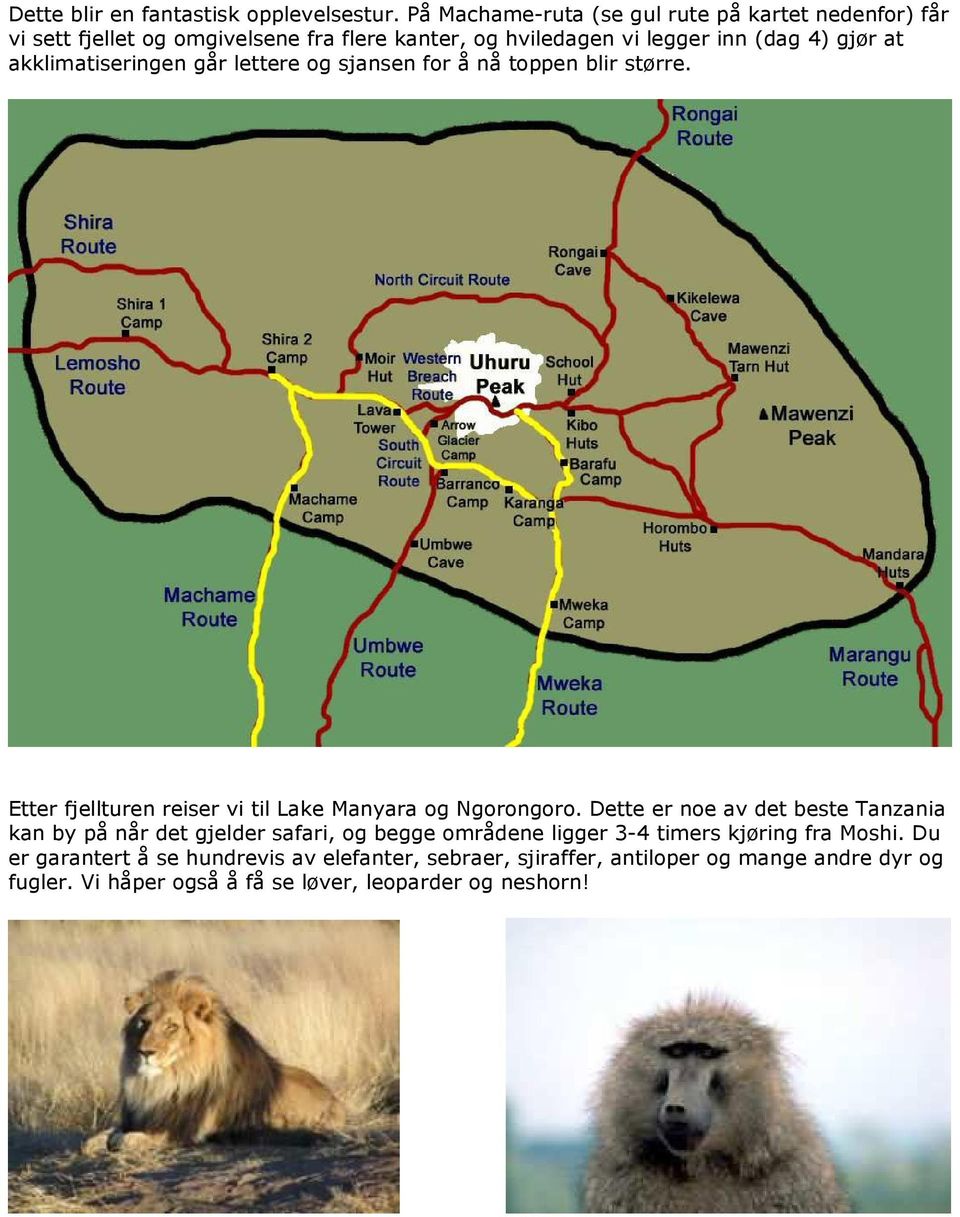 akklimatiseringen går lettere og sjansen for å nå toppen blir større. Etter fjellturen reiser vi til Lake Manyara og Ngorongoro.