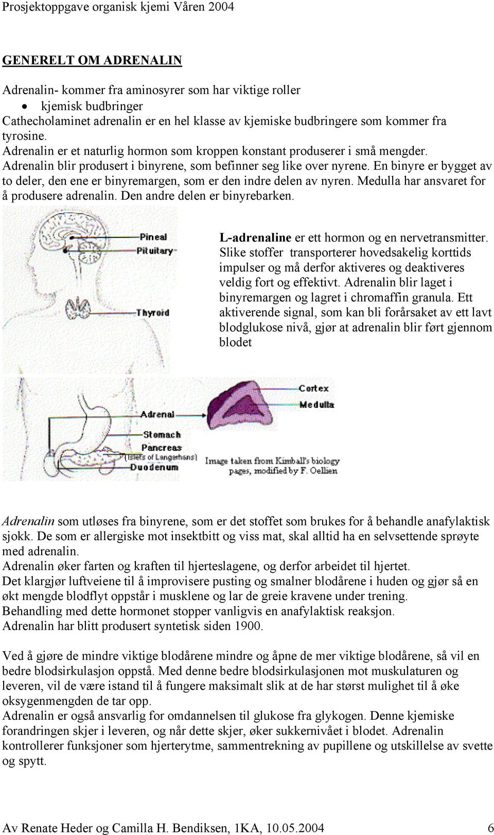 En binyre er bygget av to deler, den ene er binyremargen, som er den indre delen av nyren. Medulla har ansvaret for å produsere adrenalin. Den andre delen er binyrebarken.