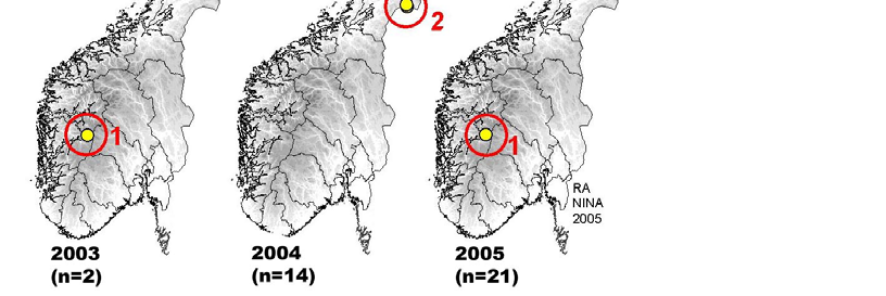 Figur 6. Dokumenterte ynglinger av fjellrev i 2003 (n=2), 2004 (n=14) og 2005 (n=21). 4.5 Tilfeldige meldinger Det er mottatt pr dato 52 meldinger i tilknytning til fjellrev i år.