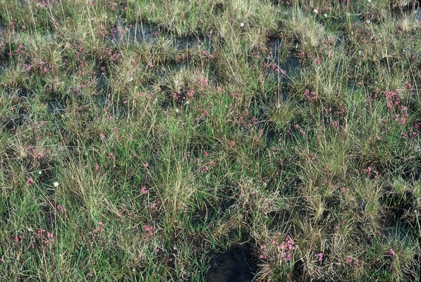 Figur 26. Sølvbunke-torvull-sump med store mengder fjelltjæreblom. Legg merke til vannhullene (mørke partier). Foto: J.N. Kristiansen, 6.07.79.