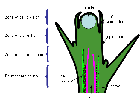 Utgangspunktet: Meristem: cellevev