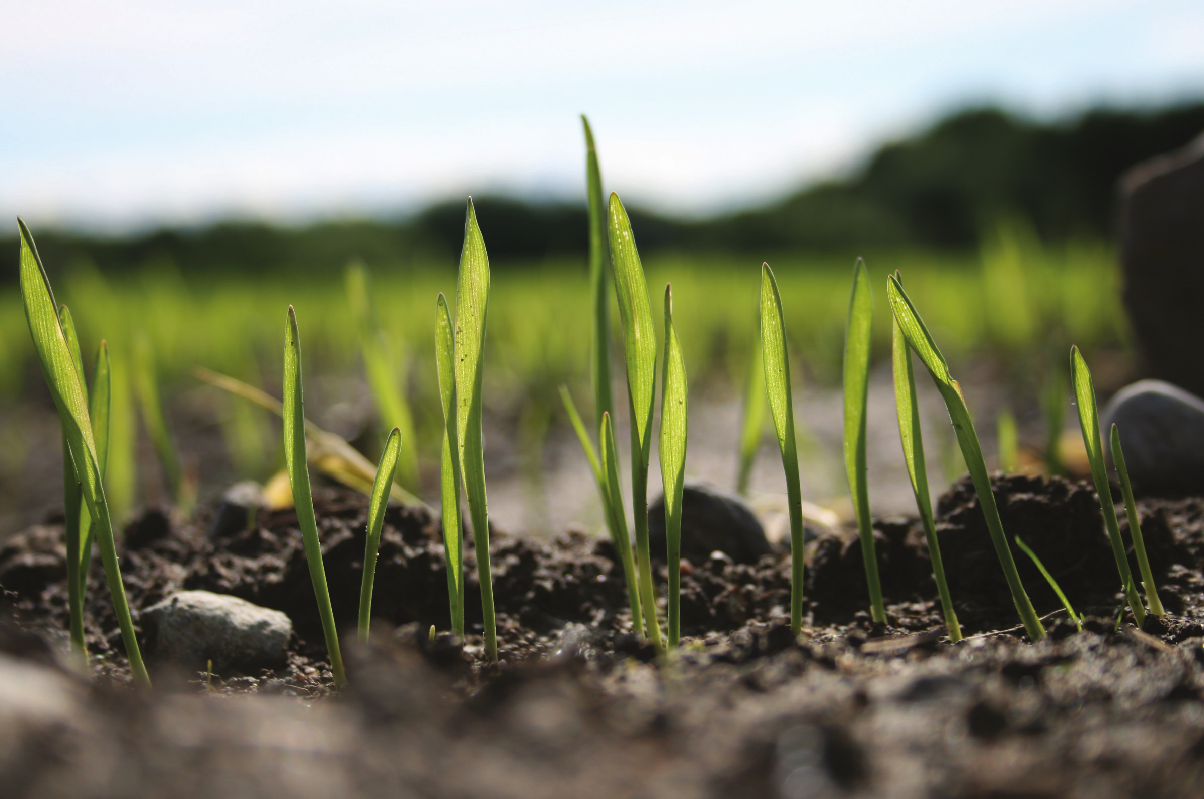 Bioforsk FOKUS Mat, miljø og muligheter Bioforsk er et forskningsinstitutt med spisskompetanse innen landbruk, matproduksjon, miljø og ressursforvaltning.