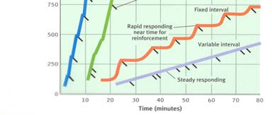 Fire grunnleggende forsterkningsskjemaer Fast ratio (FR) er forsterkning etter et bestemt/fast antall korrekte responser.