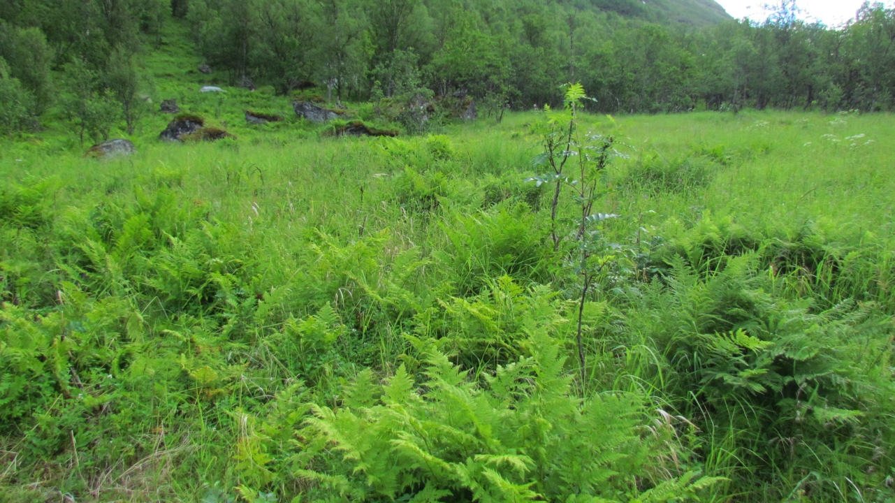 Ecofact rapport 240 Side 7 mens andre steder er engkvein (Agrostis capillaris), fjellgulaks (Anthoxanthum nipponicum), sølvbunke (Deschampsia cespitosa), rødsvingel (Festuca rubra) og seterrapp (Poa